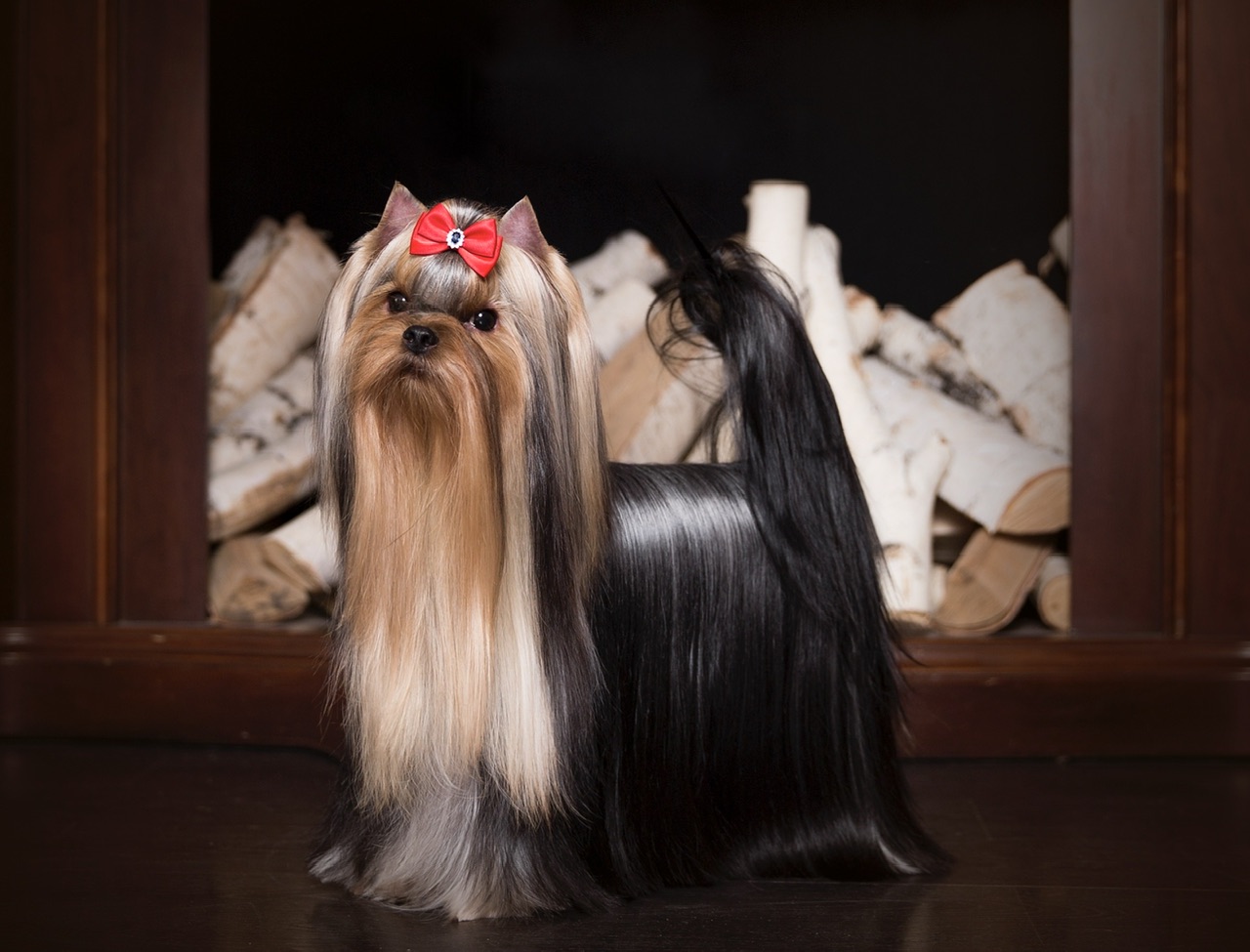 L’YANA DE VISTA MAJOR — Labaza DogPedigree YorkshireTerrier